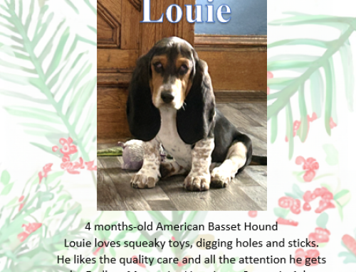 Louie