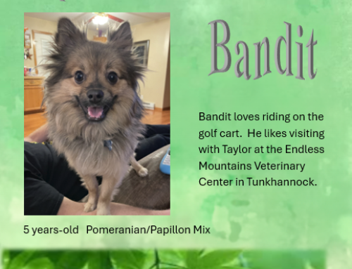 Bandit