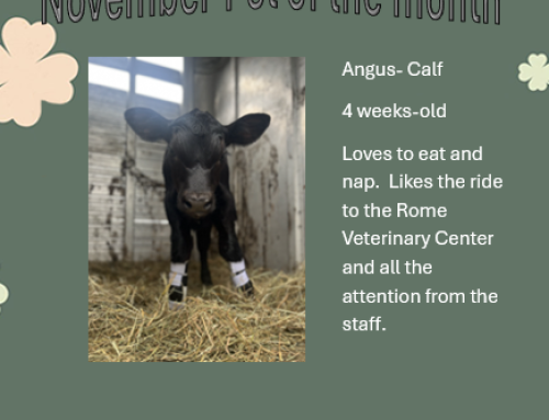 Calf