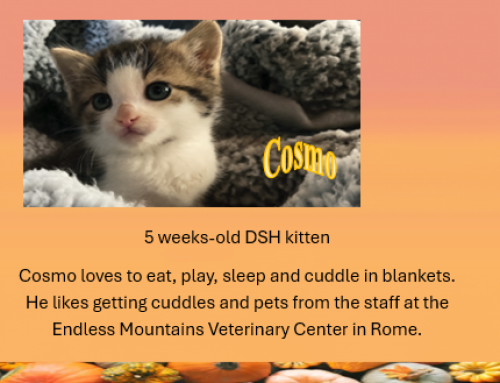 Cosmo