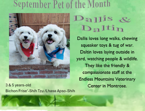 Dallis & Daltin