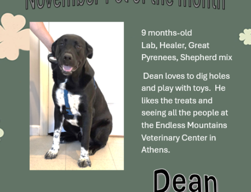 Dean