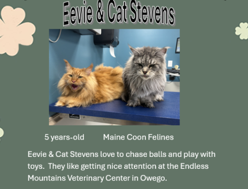Eevie & Cat Stevens