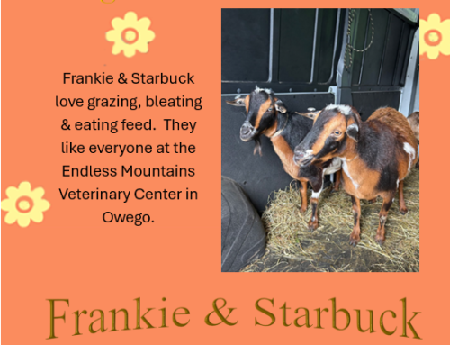 Frankie & Starbuck