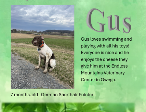 Gus