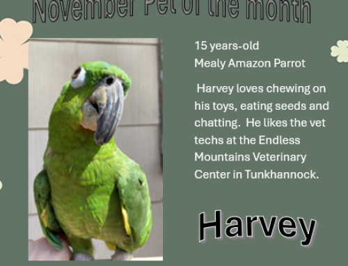 Harvey