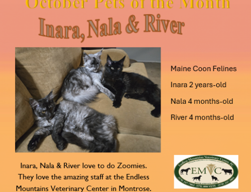Inara, Nala & River