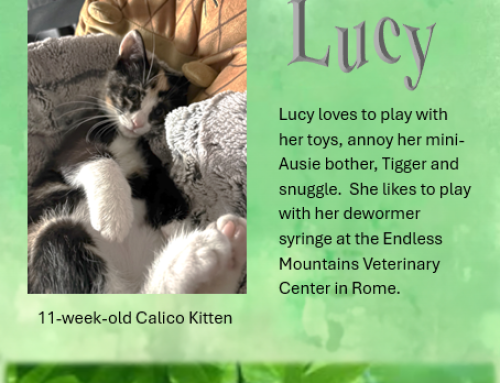 Lucy