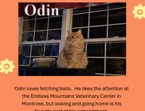 Odin