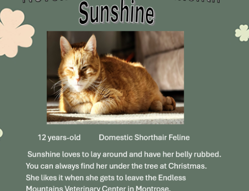 Sunshine