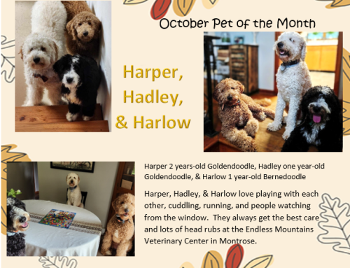 Harper, Hadley, Harlow