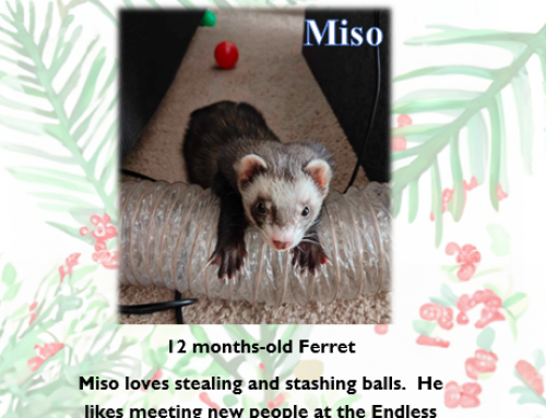 Miso