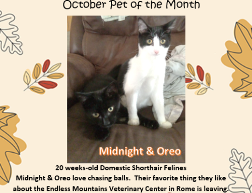 Midnight & Oreo