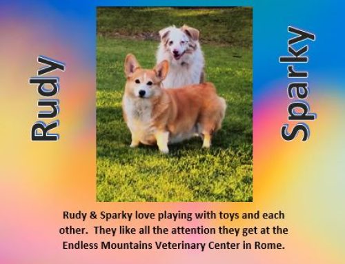 Rudy& Sparky