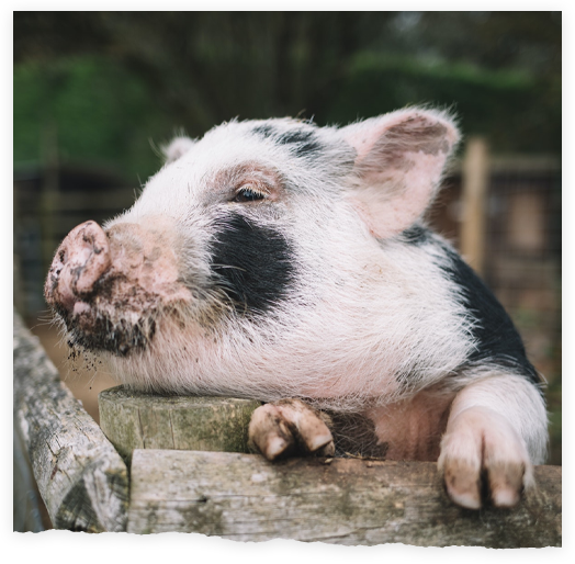 Pigs - Rome