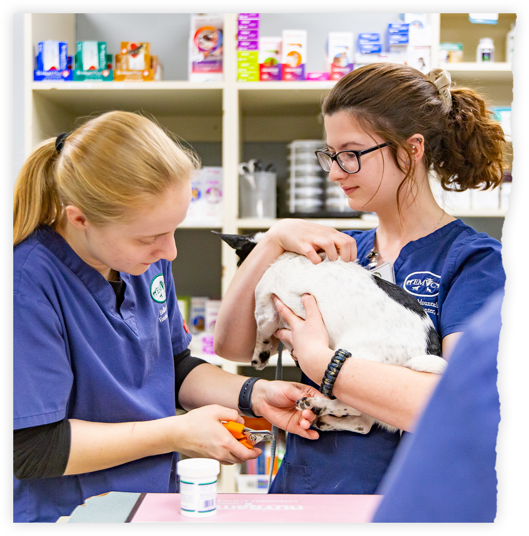 Careers Endless Mountains Veterinary Center